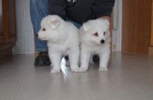 Samoyed 