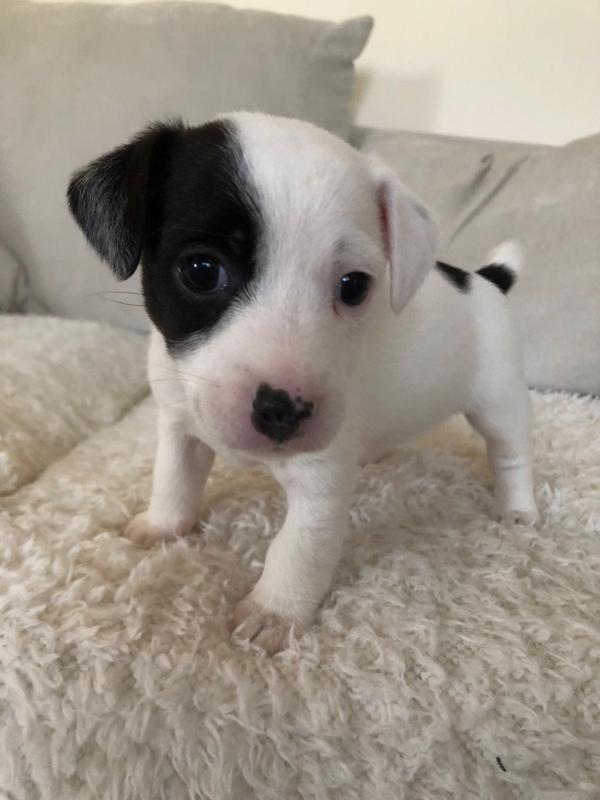 Jack Russell Terrier 