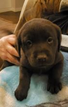 CKC Chocolate Lab Puppies Image eClassifieds4u 2