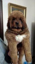 Tibetan Mastiff