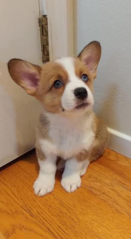 Pembroke Welsh Corgi 