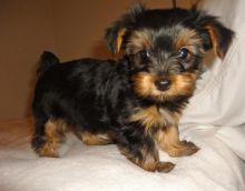 cute yorkies for new home