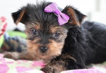 cute yorkies for new home