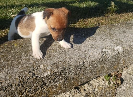 Jack Russell Terrier~ 1st and 2nd Shots Completed Image eClassifieds4u