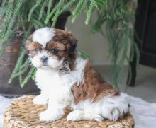 Shih Tzu~ 1st and 2nd Shots Completed Image eClassifieds4U