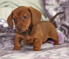 Dachshund~ 1st and 2nd Shots Completed Image eClassifieds4U