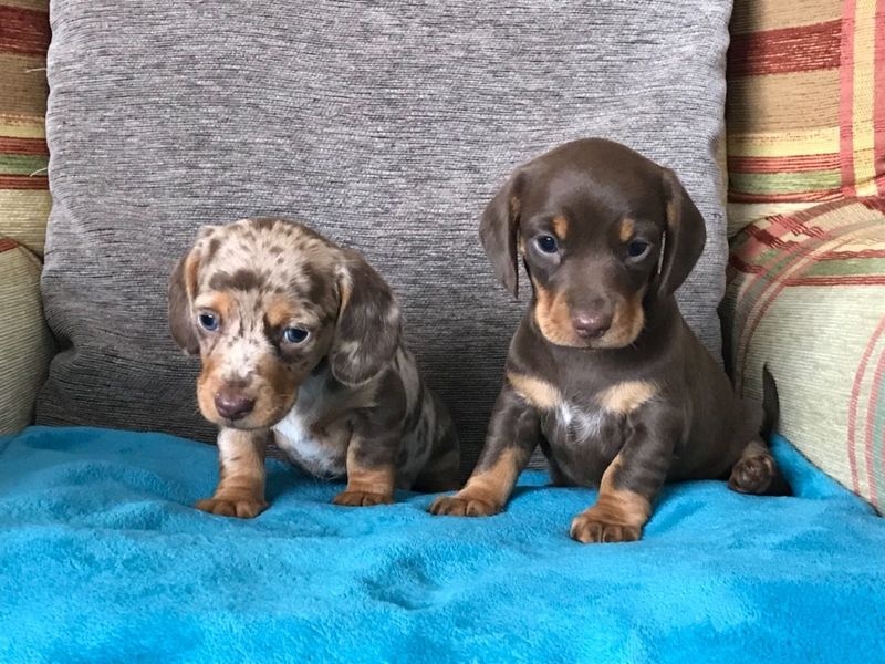 Male and female Dachshund puppies text us at (306) 500-3579 Image eClassifieds4u