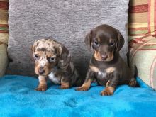 Male and female Dachshund puppies text us at (306) 500-3579