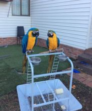 Beautiful Blue And Gold Macaws Available