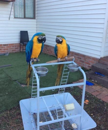 Beautiful Blue And Gold Macaws Available Image eClassifieds4u