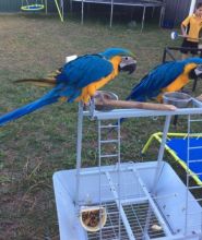 ***Macaw parrots available***