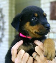 2 Playful and Affectionate Rottweiler Puppies Available (903>502>0785