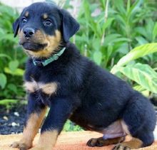FULLY TRAINED ROTTWEILER PUPPY FOR ADOPTION (903>502>0785