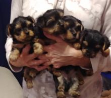 Toy Yorkies