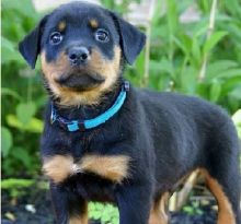 Well Trained Rottweiler Puppies (903>502>0785