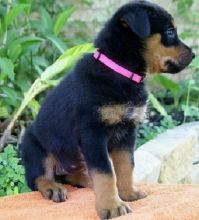 charming looking Rottweiler puppies for adoption (903>5020>785 Image eClassifieds4U