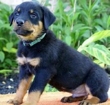 FULLY TRAINED ROTTWEILER PUPPY FOR ADOPTION (903>502>0785 Image eClassifieds4U