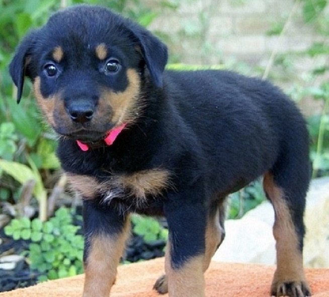 Marvelous Rottweiler Puppies Available (903>5020>785 Image eClassifieds4u
