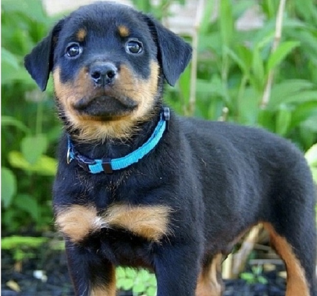 Well Trained Rottweiler Puppies (903>502>0785 Image eClassifieds4u