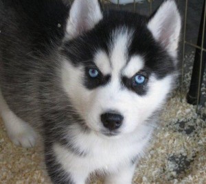 amazing siberian husky puppies, a male and female http://cutepuppies.site/ (306) 500-3579 Image eClassifieds4u