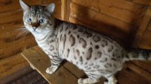 cute Bengal kitten for adoption