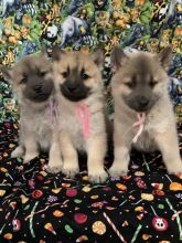 cute female and male chow chow puppies