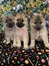 sweet female and male chow chow puppies