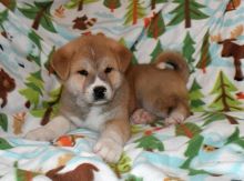 Akita Inu Puppies - Updated On All Shots Available For Rehoming