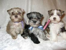 Beautiful purebred Miniature Schnauzer puppies