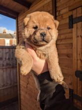 Chow Chow Puppies - Updated On All Shots Available For Rehoming