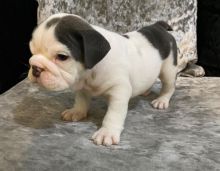 English Bulldog Puppies - Updated On All Shots Available For Rehoming