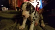 Great Dane Puppies - Updated On All Shots Available For Rehoming