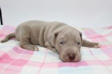 lovely Great Dane puppies for adoption