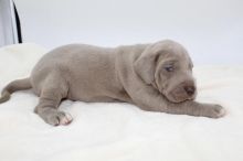 lovely Great Dane puppies for adoption