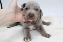 lovely Great Dane puppies for adoption