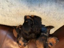 Mini dachshund puppies for adoption