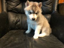 Pomsky Puppies - Updated On All Shots Available For Rehoming