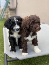 Portuguese Water Dog Puppies - Updated On All Shots Available For Rehoming