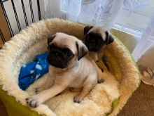 Pug Puppies - Updated On All Shots Available For Rehoming