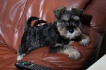 Schnauzer Puppies are ready for their new homes!!!