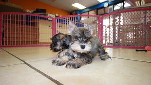 Adorable miniature schnauzers!!! Image eClassifieds4u