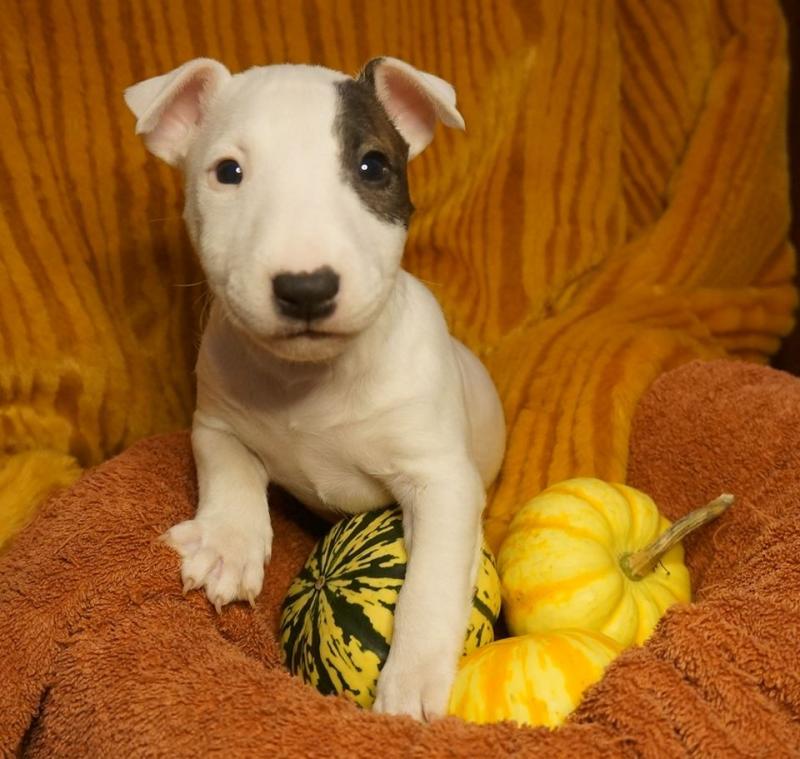 Bull Terrier Puppies - Updated On All Shots Available For Rehoming Image eClassifieds4u