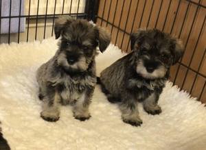 Cute Miniature Schnauzers puppies for Re-homing Image eClassifieds4u