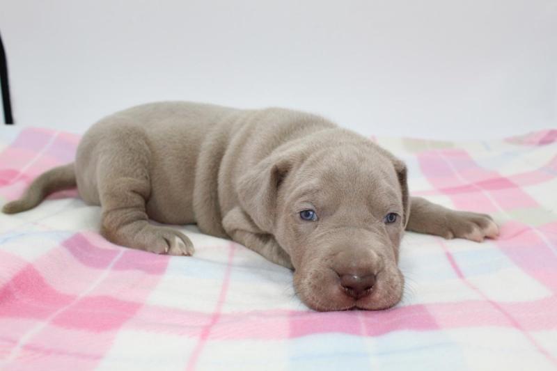 lovely Great Dane puppies for adoption Image eClassifieds4u