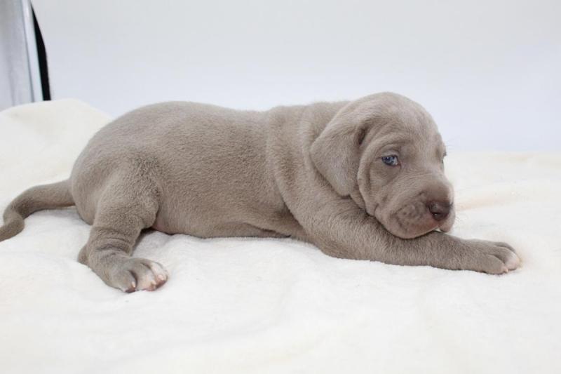 lovely Great Dane puppies for adoption Image eClassifieds4u