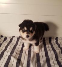 Alaskan Malamute Puppies - Updated On All Shots Available For Rehoming Image eClassifieds4U