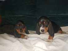 Basset Hound Puppies - Updated On All Shots Available For Rehoming Image eClassifieds4U
