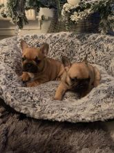 French Bulldog Puppies - Updated On All Shots Available For Rehoming Image eClassifieds4U