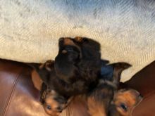 Mini dachshund puppies for adoption Image eClassifieds4U