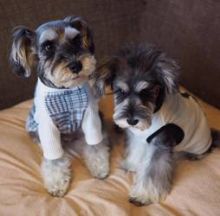 Miniature Schnauzer Puppies Image eClassifieds4u 2